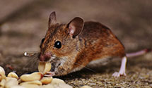24 Hour & Emergency Exterminators in Wright State University, OH